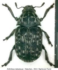 Attēlu rezultāti vaicājumam “Anthribus nebulosus”