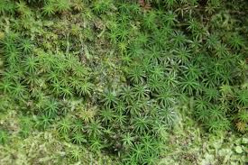 Attēlu rezultāti vaicājumam “Pogonatum nanum”