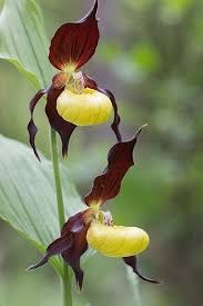 Attēlu rezultāti vaicājumam “Cypripedium calceolus flower”