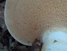 Attēlu rezultāti vaicājumam “Hydnum repandum”