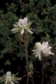 Attēlu rezultāti vaicājumam “Rhododendron canadense flower”