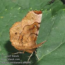 Attēlu rezultāti vaicājumam “Selenia tetralunaria”