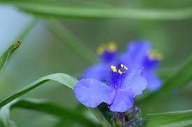 Attēlu rezultāti vaicājumam “Tradescantia virginiana”