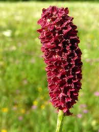 Image result for Sanguisorba officinalis