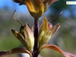 Attēlu rezultāti vaicājumam “Linaria loeselii bud”