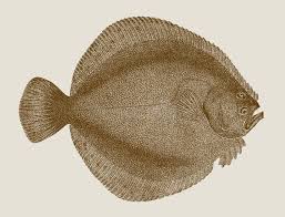 Image result for Scophthalmus maximus