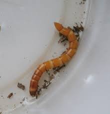 Attēlu rezultāti vaicājumam “Ampedus sp.”