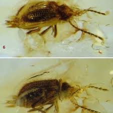 Attēlu rezultāti vaicājumam “Ptinus sp. female”