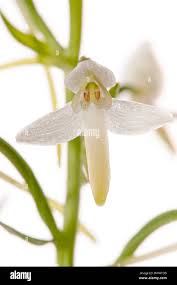 Attēlu rezultāti vaicājumam “Platanthera bifolia flower”