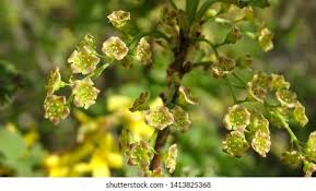 Attēlu rezultāti vaicājumam “Silene baccifera fruit”