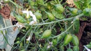 Attēlu rezultāti vaicājumam “Raphanus raphanistrum fruit”