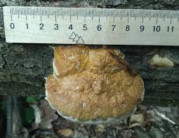 Attēlu rezultāti vaicājumam “Perenniporia subacida”