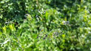 Attēlu rezultāti vaicājumam “Poa trivialis flower”