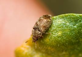 Attēlu rezultāti vaicājumam “Byturidae”