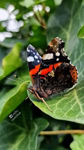 Attēlu rezultāti vaicājumam “Vanessa atalanta underside”