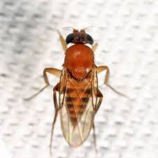 Attēlu rezultāti vaicājumam “Phoridae”