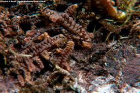 Attēlu rezultāti vaicājumam “Frullania tamarisci macro”