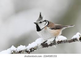 Attēlu rezultāti vaicājumam “Lophophanes cristatus adult”