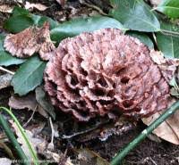 Image result for Podoscypha multizonata