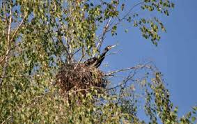 Attēlu rezultāti vaicājumam “Phalacrocorax carbo nest”