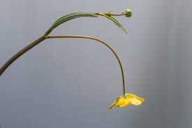 Attēlu rezultāti vaicājumam “Ranunculus flammula flower”
