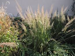 Attēlu rezultāti vaicājumam “Calamagrostis arundinacea leaf”