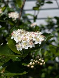 Attēlu rezultāti vaicājumam “Aronia melanocarpa flower”