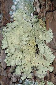 Attēlu rezultāti vaicājumam “Flavoparmelia caperata”