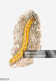 Attēlu rezultāti vaicājumam “Elateridae larva”