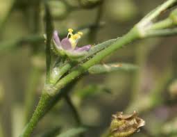 Attēlu rezultāti vaicājumam “Spergularia marina bud”