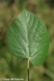 Attēlu rezultāti vaicājumam “Tilia tomentosa leaf”