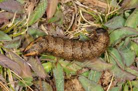 Attēlu rezultāti vaicājumam “Cucullia umbratica”