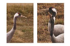 Attēlu rezultāti vaicājumam “Grus grus”