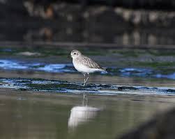 Attēlu rezultāti vaicājumam “Pluvialis squatarola adult”