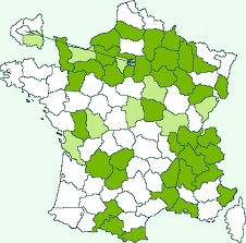 Attēlu rezultāti vaicājumam “Mecyna flavalis”