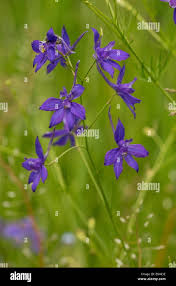 Image result for Consolida regalis