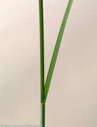 Attēlu rezultāti vaicājumam “Carex praecox”