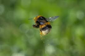 Attēlu rezultāti vaicājumam “Bombus terrestris”