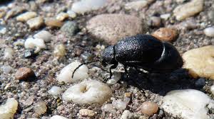 Attēlu rezultāti vaicājumam “Galeruca tanaceti”