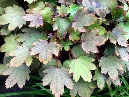 Attēlu rezultāti vaicājumam “Saxifraga granulata leaf”