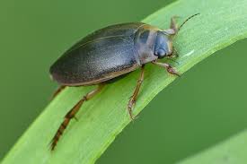 Attēlu rezultāti vaicājumam “Rhantus frontalis”