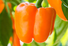 Afbeeldingsresultaat voor orange sun sweet pepper
