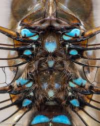 Attēlu rezultāti vaicājumam “Lycogala convexum young”