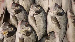 Image result for Sparus aurata