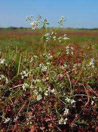 Attēlu rezultāti vaicājumam “Galium elongatum flower”