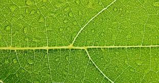 Attēlu rezultāti vaicājumam “leaf”