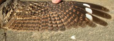 Image result for Caprimulgus ruficollis