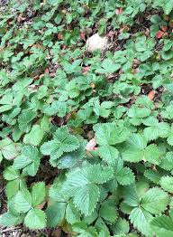 Image result for Fragaria vesca