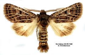 Attēlu rezultāti vaicājumam “Tholera decimalis male”