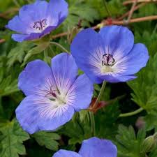 Attēlu rezultāti vaicājumam “Geranium bohemicum”